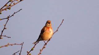 Common Linnet Singing [upl. by Asselem]