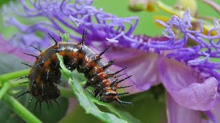 Gulf Fritillary Life Cycle [upl. by Eedahs]