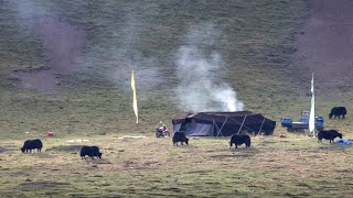 Drokpa Nomads  Tibetan Black Tent [upl. by Sankey872]