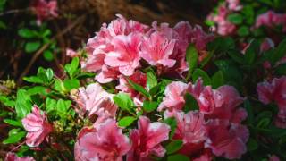 How to Prune Your Reblooming Encore Azaleas [upl. by Donata162]