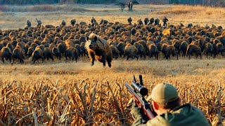 How Do Hunters And American Farmers Deal With Millions Of Wild Boars With Guns And Traps [upl. by Urata]