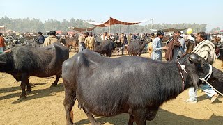 buffalo mandi fresh price Layyah today [upl. by Sacks220]