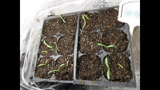 how to prick out statice seedlings to transplant how to prick out seedlings to transplant [upl. by Manella109]