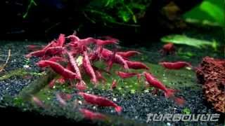 Beautiful Painted Fire Red Cherry Shrimp Feeding HD [upl. by Xel969]