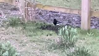 Magpie Destroying Molehill In Wakefield West Yorkshire birds avian nature [upl. by Jarl]