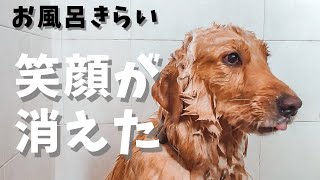 【絶望】お風呂と告げると愛犬の顔から笑顔が消えました涙【ゴールデンレトリバー】 [upl. by Isabelita977]