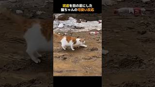 泥道を目の前にした猫ちゃんの可愛い反応 [upl. by Higley]