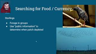 401c Optimal Foraging Theory  Currency Part 1 Animal Behavior [upl. by Castra116]