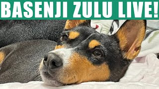 Basenji Zulu Live [upl. by Amadas]