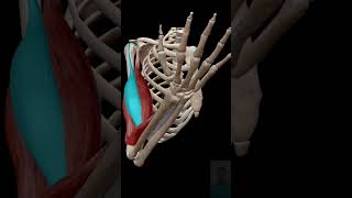 Elbow flexion shortsfeed humananatomy [upl. by Sibylla]