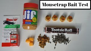 Mousetrap Bait Test With Motion Cameras amp Wild MiceRats What Is the Best Mousetrap Bait [upl. by Seta472]