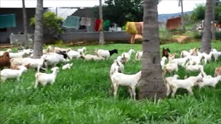 Stall fed and graging type of goat farm part II [upl. by Kelcy]