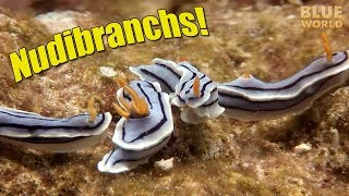 What are Nudibranchs  BLUE WORLD EXTRA [upl. by Yecnuahc]