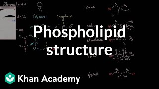 Phospholipid structure  Cells  MCAT  Khan Academy [upl. by Acimat]