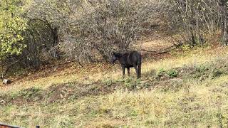 The Bakurianid Horses arrived during the day [upl. by Anirbys]