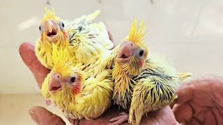 Tour pela Criação incrível de Calopsitas  Cockatiel Breeder [upl. by Uhn810]