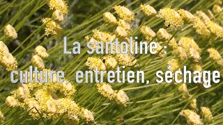 La santoline  culture et utilisation [upl. by Atsirk]