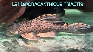 L91 Leporacanthicus triactis [upl. by Meluhs20]