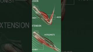 Antagonistic Movement Of MusclesMuscles movementshortsshorts feedviral [upl. by Gnolb]