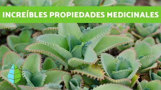 PLANTA KALANCHOE  Cuidados y beneficios [upl. by Felipe446]