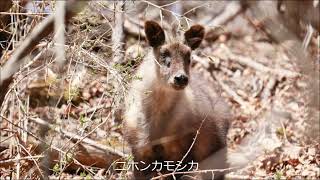 【軽井沢野鳥の森】キビタキ・ミソサザイ 2024 0425 Guitar by KOkabe Siciliana （Matteo Carcassi） [upl. by Gypsie]