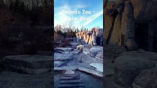 Toronto Zoo  Polar Bear Ursus maritimus largest land carnivores in the world [upl. by Ylirama]