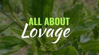 Lovage  Grow Care Use  Levisticum officinale [upl. by Cates]