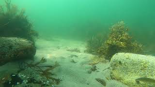 20210714  Atlantic Tomcod at Brant Rock [upl. by Aziar]