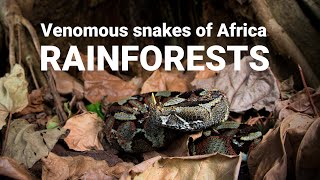 The venomous snakes of Africa  RAINFORESTS Forest cobra Green mamba bush vipers Gaboon viper [upl. by Isolda]