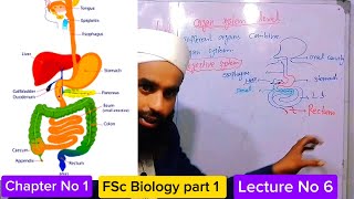 Organ Organ System Level Class 11 in Urdu Hindi  1st year Biology  Lecture series  Fsc part 1 [upl. by Erdreid]