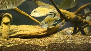 Geophagus parnaibae [upl. by Pillsbury]