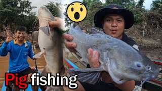 Caught a pigfish in the Moei River for the first time [upl. by Reinhold262]