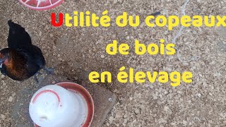 Utilité du copeaux de bois en élevage [upl. by Sotnas]