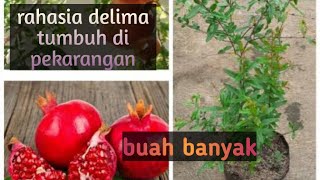 delima merah jambu tanaman gampang berbuah kaya manfaat bagi wanita hamil [upl. by Swan]