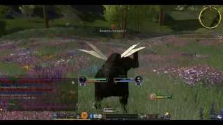 LOTRO Bullroarer Update 15  Beorning starter instance  part 1 [upl. by Eliason]