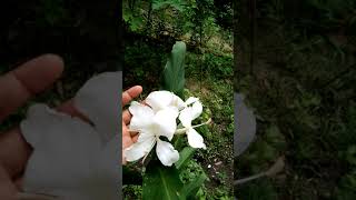 Aromatic Ginger lily flower  Dolonchapa flower Hedychium coronarium plantAromaticflowerShorts [upl. by Yekcir]