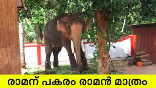 രാമന് പകരം രാമൻ മാത്രം  thechikottukavu ramachandran elephant  kerala elephant [upl. by Lebaron]