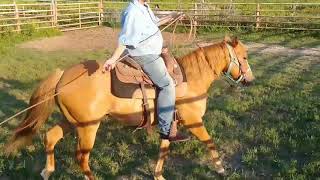 Starting a roping horse first two rides with a trainer Pepper [upl. by Erastatus684]