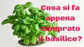 Cosa si fa appena comprato il basilico [upl. by Ettevi57]