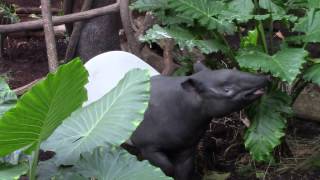 Malayan Tapir Tapirus indicus [upl. by Evanthe]