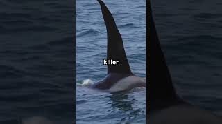 MindBlowing Fact Killer Whales Are Actually Dolphins [upl. by Hewet462]