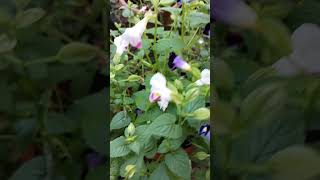 കിണ്ടിപ്പൂകാക്കപ്പൂ Wishborn flower Torenia fournieri Linderniaceae [upl. by Wilkey]