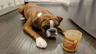 Best Of Cute Boxer Puppies 3  Funny Puppy Videos 2018 [upl. by Enerod337]