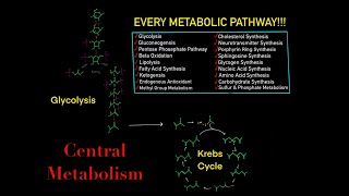 EVERY SINGLE METABOLIC PATHWAY YOU NEED TO KNOW FOR BIOCHEMISTRY MCAT IN 30 MINUTES [upl. by Haberman]