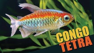 Species Spotlight  Congo Tetra [upl. by Rodie141]