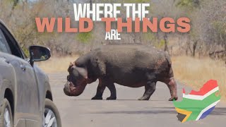 Astounding Diversity in Kruger National Park 4K [upl. by Annibo]