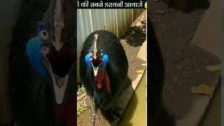 New post different type of bird sound TREENDDING video and like and SUBSCRIB and comment please🙏🙏 [upl. by Melena]