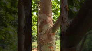 Bark of Sterculia urens a medicinal tree of India medicinal trees odisha [upl. by Alaet]