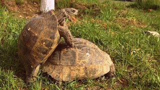 Turtle pairing Funny sounds [upl. by Loriner]