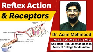 Reflex Action and Receptors  Hindi  Urdu [upl. by Gerbold]